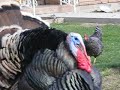 turkey lurkey and peacock turkey lurkey and peacock