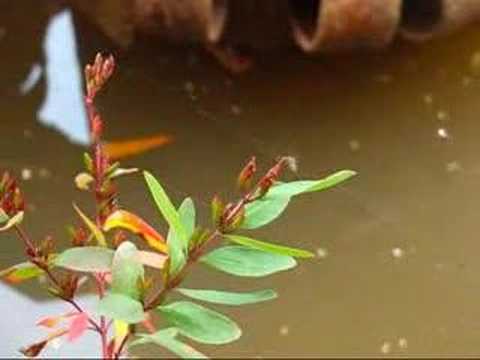 River Spider & Water Boatmen