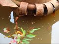 River Spider & Water Boatmen River Spider & Water Boatmen