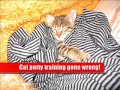 Cat potty training gone wrong!