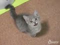 Котик умоляет дать пожрать