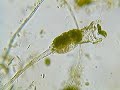 Collotheca ornata et eugl�nes