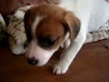 Our New Jack Russell Terrier: Sophie Our New Jack Russell Terrier: Sophie