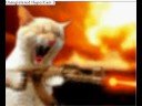 mad cat with AK-47
