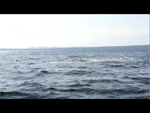 Breaching Humpback Whale in Gaspé Bay