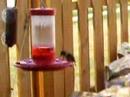 Hungry Hummingbird