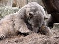 Knut to brudne bydle Knut to brudne bydle