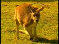 animal hospital - maquarie university funa park (1996). how to catch a tammar wallaby with rolf harris.