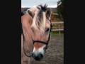 videos de Haugmar, jeg savner deg!!