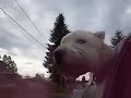 Winston the Wheaten Carsurfing! Winston the Wheaten Carsurfing!