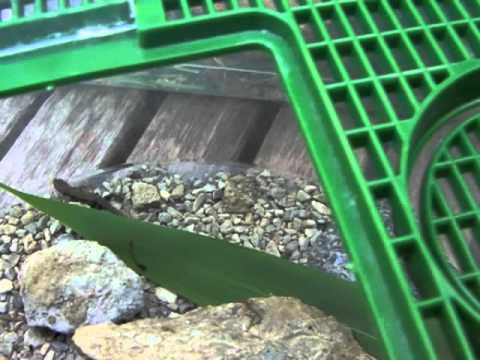 how to take care of lizard eggs