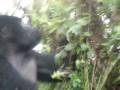 videos de Gorillas in Rwanda