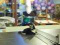 My Cat Playing Ping Pong