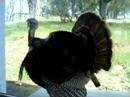 Turkey Outside my PatioDoor