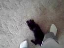 When cute puppies attack