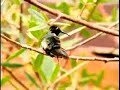 Arizona Sonoran Desert Museum by OFFICIALBESTOF.COM TV