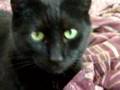 Bagheera the Great