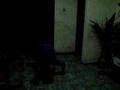 Capoeira - Yanpa