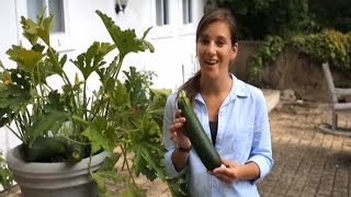 Container Vegetables - Squash & Zucchini