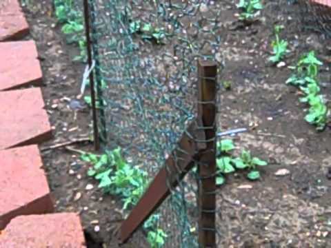 how to cut snap peas