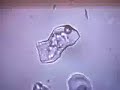 Brownian motion in a fluid inclusion Brownian motion in a fluid inclusion