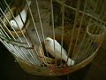 my birds
