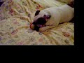 Bosley the bulldog sucking his pacifier Bosley the bulldog sucking his pacifier