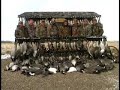 October 30 and 31 Duck and Goose Hunt with Claudio Ongaro