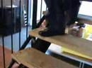 Opdr. video. Bewegingen, KW1C, Alicia - Amber - Anne.