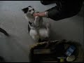 Attack of the cat!