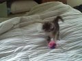 Phoebe finds a ball