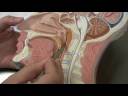 Mouth, Larynx, and Trachea