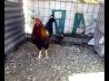 Mis Gallos de pelea en Venta