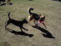 let go doggie let go