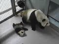 Mei Lan Slip/Walks in Back Den-1/2/07, 2:26pm-Atlanta time