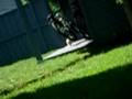 The cutest lil kitty playing outside!!!!
