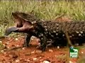 steve irwin 1962 to 2006 part10