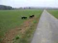 Indra von Trokadero Dobermann