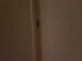 Drain spider in South Africa!.!