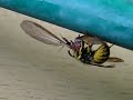 Wasp eats out