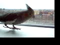 City Bird - Detroit City Bird - Detroit