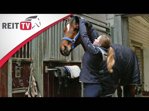 Reiten lernen: Halfter anlegen