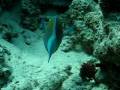 videos de perroquet