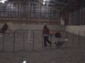 videos de Training Uschi mit Blizz, 28.12.2008