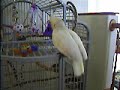 Meko Goffins Cockatoo Bathing Meko Goffins Cockatoo Bathing