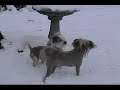 Chilly Dogs: Chinese Crested First Snow