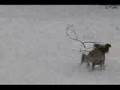 Chilly Dogs: Chinese Crested First Snow