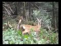Wild game potpourri
