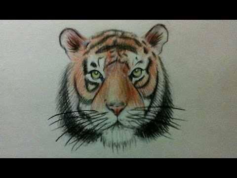 how to draw the face of a tiger