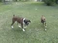 Boscoe, Gracie and The Big Lizard